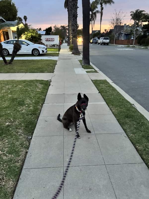 A picture of a black dog named Bowie sitting, taken on February 5 2026 at 6:25 am